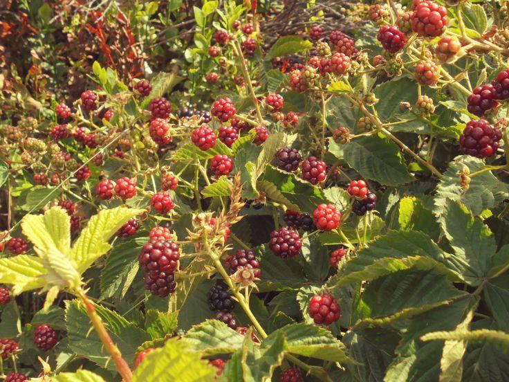 Garden's Pride Berries: Sun-ripened Delights Unveiled