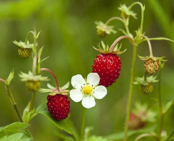 Berry Bounty: Handpicked Freshness in Every Box